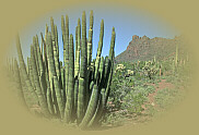 Organ Pipe National Monument